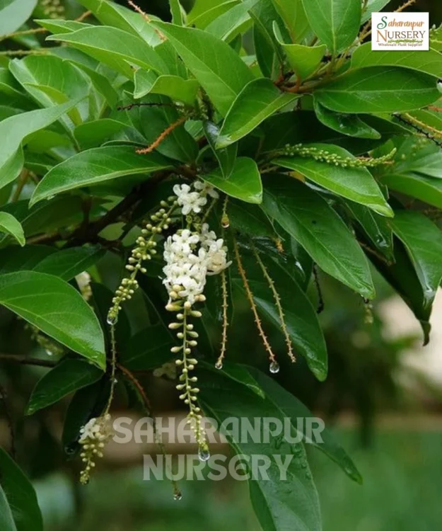 Fiddlewood Tree, Citharexylum Spinosum, Brindavan Champa, Ornamental Tree, Landscaping Tree, Avenue Tree, Saharanpur Nursery Wholesale plant supplier, nursery in India, Landscaping company