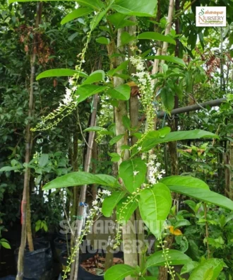 Fiddlewood Tree, Citharexylum Spinosum, Brindavan Champa, Ornamental Tree, Landscaping Tree, Avenue Tree, Saharanpur Nursery Wholesale plant supplier, nursery in India, Landscaping company