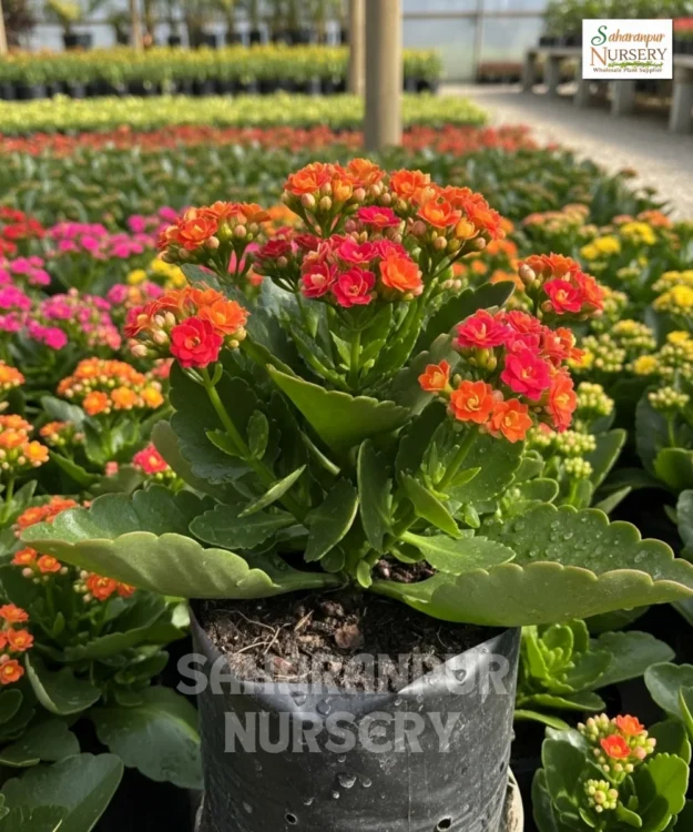 Florist Kalanchoe, Kalanchoe Blossfeldiana, Flamingo Katy, Saharanpur Nursery Wholesale plant supplier, nursery in India, Landscaping company