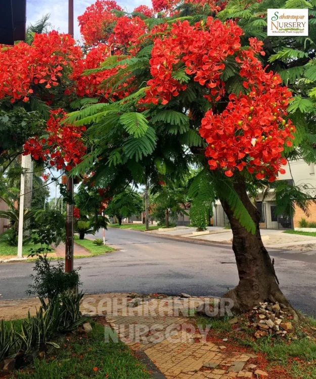 Gulmohar Tree, Delonix Regia, Royal Poinciana, Ornamental Tree, Landscaping Tree, Avenue Tree, Saharanpur Nursery Wholesale plant supplier, nursery in India, Landscaping company