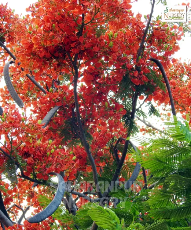 Gulmohar Tree, Delonix Regia, Royal Poinciana, Ornamental Tree, Landscaping Tree, Avenue Tree, Saharanpur Nursery Wholesale plant supplier, nursery in India, Landscaping company
