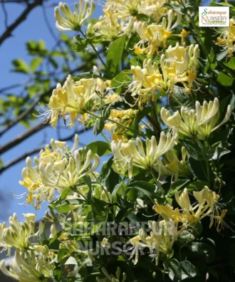 Honeysuckle, Lonicera , Saharanpur Nursery Wholesale plant supplier, nursery in India, Landscaping company