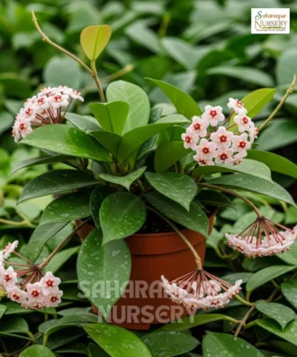 Hoya Carnosa, Wax Plant, Porcelain Flower, Wax Vine, Saharanpur Nursery Wholesale plant supplier, nursery in India, Landscaping company