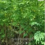 Malabar Neem Tree, Melia Dubia, Maha Neem, Burma Neem, Landscaping Tree, Medicinal Tree, Saharanpur Nursery Wholesale plant supplier, nursery in India, Landscaping company