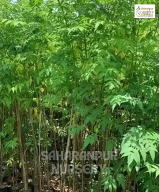 Malabar Neem Tree, Melia Dubia, Maha Neem, Burma Neem, Landscaping Tree, Medicinal Tree, Saharanpur Nursery Wholesale plant supplier, nursery in India, Landscaping company