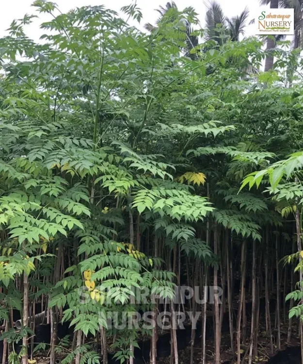 Saharanpur Nursery Wholesale plant supplier, nursery in India, Landscaping company