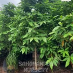 Michelia Champaca, Magnolia Champaca (L.) Baill, Soan Chapha, Magnolia Champa Plant, Ornamental Tree, Landscaping Tree, Avenue Tree, Saharanpur Nursery Wholesale plant supplier, nursery in India, Landscaping company