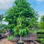 Michelia Champaca, Magnolia Champaca (L.) Baill, Soan Chapha, Magnolia Champa Plant, Ornamental Tree, Landscaping Tree, Avenue Tree, Saharanpur Nursery Wholesale plant supplier, nursery in India, Landscaping company