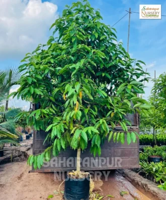 Michelia Champaca, Magnolia Champaca (L.) Baill, Soan Chapha, Magnolia Champa Plant, Ornamental Tree, Landscaping Tree, Avenue Tree, Saharanpur Nursery Wholesale plant supplier, nursery in India, Landscaping company