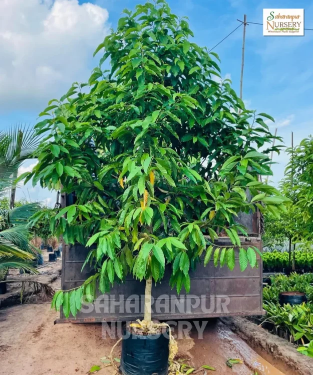 Michelia Champaca, Magnolia Champaca (L.) Baill, Soan Chapha, Magnolia Champa Plant, Ornamental Tree, Landscaping Tree, Avenue Tree, Saharanpur Nursery Wholesale plant supplier, nursery in India, Landscaping company