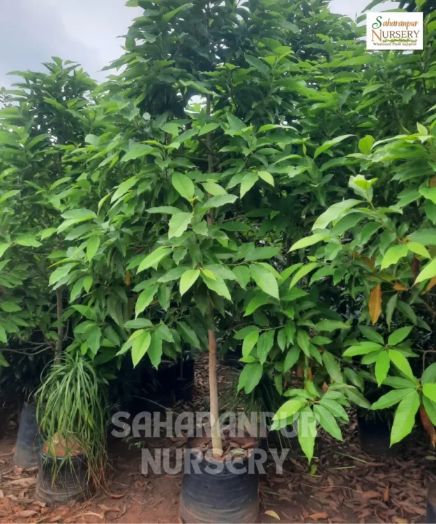 Michelia Champaca, Magnolia Champaca (L.) Baill, Soan Chapha, Magnolia Champa Plant, Ornamental Tree, Landscaping Tree, Avenue Tree, Saharanpur Nursery Wholesale plant supplier, nursery in India, Landscaping company