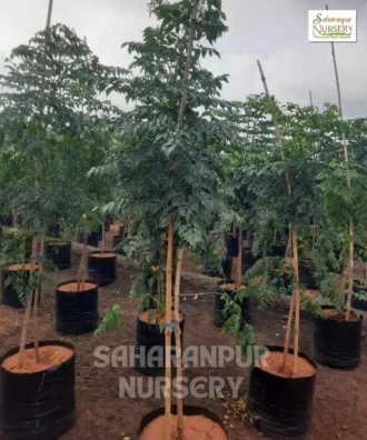 Millingtonia Hortensis, Indian Cork Tree, Tree Jasmine, Akash Neem Tree, Ornamental Tree, Avenue Tree, Landscaping Tree, Saharanpur Nursery Wholesale plant supplier, nursery in India, Landscaping company