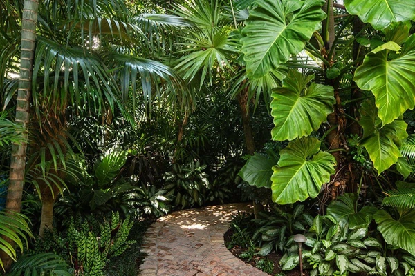 Miyawaki Forest, India's Largest Wholesale Plant Supplier in Saharanpur – Saharanpur Nursery, ,