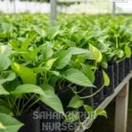 Money Plant, Golden Pothos, Jade Pothos, Saharanpur Nursery Wholesale plant supplier, nursery in India, Landscaping company