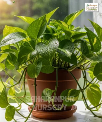 Money Plant, Golden Pothos, Jade Pothos, Saharanpur Nursery Wholesale plant supplier, nursery in India, Landscaping company