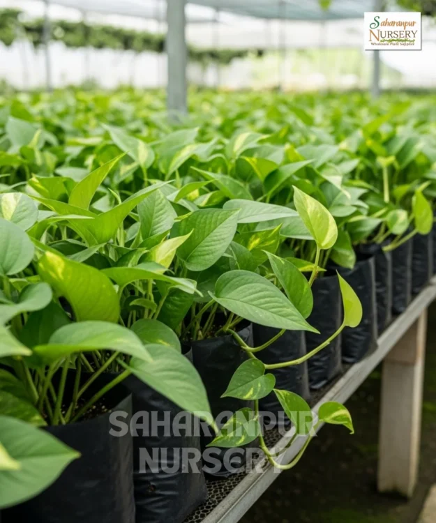 Money Plant Money Plant, Golden Pothos, Jade Pothos, Saharanpur Nursery Wholesale plant supplier, nursery in India, Landscaping company