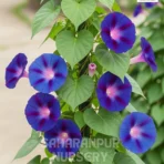 Morning Glory, Ipomoea, Heavenly Blue, Saharanpur Nursery Wholesale plant supplier, nursery in India, Landscaping company