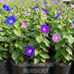 Morning Glory, Ipomoea, Heavenly Blue, Saharanpur Nursery Wholesale plant supplier, nursery in India, Landscaping company
