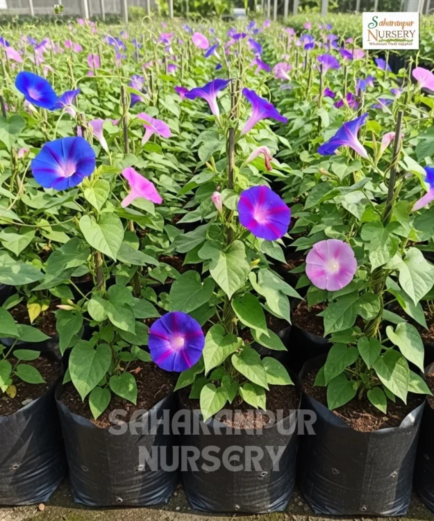 Morning Glory Morning Glory, Ipomoea, Heavenly Blue, Saharanpur Nursery Wholesale plant supplier, nursery in India, Landscaping company