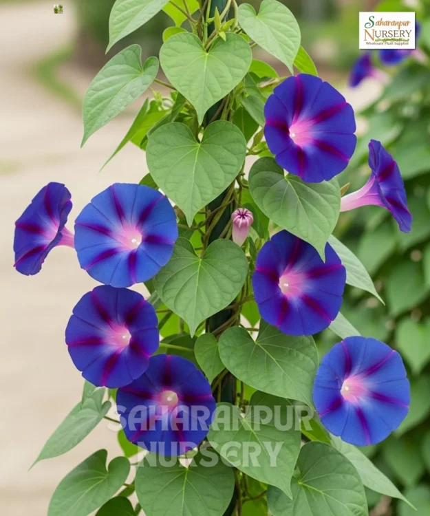 Morning Glory Morning Glory, Ipomoea, Heavenly Blue, Saharanpur Nursery Wholesale plant supplier, nursery in India, Landscaping company
