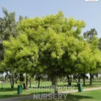Indian Neem Tree, Azadirachta Indica, Margosa Tree, Indian Lilac Tree, Ornamental Tree, Landscaping Tree, Saharanpur Nursery Wholesale plant supplier, nursery in India, Landscaping company