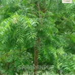 Indian Neem Tree, Azadirachta Indica, Margosa Tree, Indian Lilac Tree, Ornamental Tree, Landscaping Tree, Saharanpur Nursery Wholesale plant supplier, nursery in India, Landscaping company