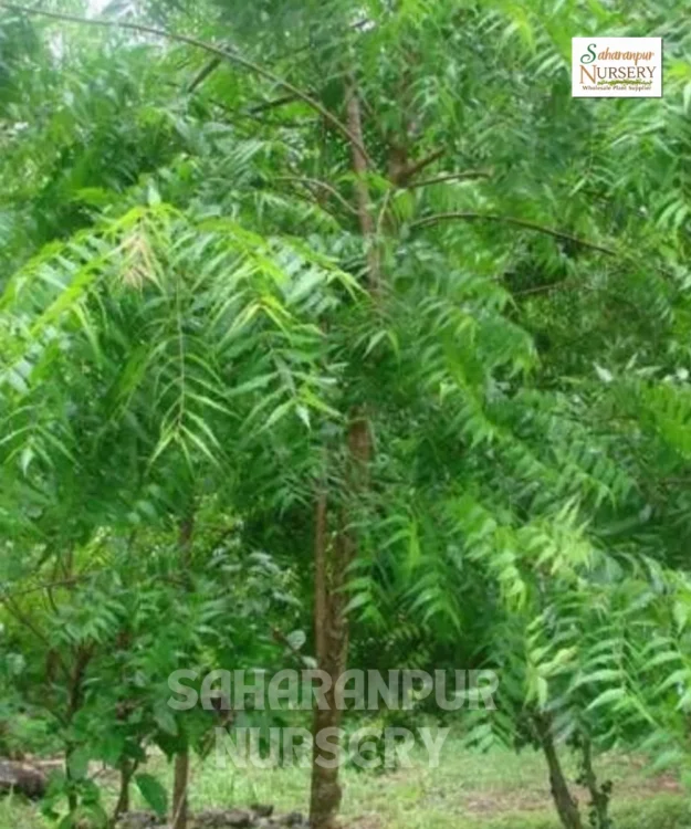 Indian Neem Tree, Azadirachta Indica, Margosa Tree, Indian Lilac Tree, Ornamental Tree, Landscaping Tree, Saharanpur Nursery Wholesale plant supplier, nursery in India, Landscaping company