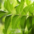Indian Neem Tree, Azadirachta Indica, Margosa Tree, Indian Lilac Tree, Ornamental Tree, Landscaping Tree, Saharanpur Nursery Wholesale plant supplier, nursery in India, Landscaping company