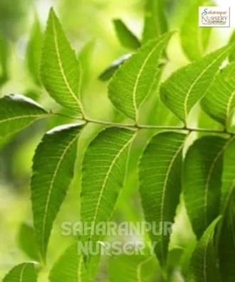 Indian Neem Tree, Azadirachta Indica, Margosa Tree, Indian Lilac Tree, Ornamental Tree, Landscaping Tree, Saharanpur Nursery Wholesale plant supplier, nursery in India, Landscaping company