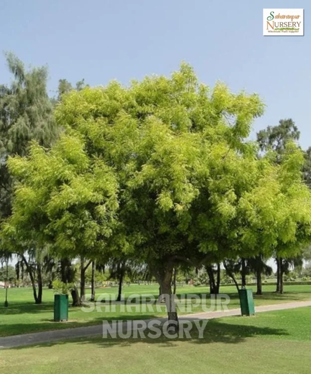 Indian Neem Tree, Azadirachta Indica, Margosa Tree, Indian Lilac Tree, Ornamental Tree, Landscaping Tree, Saharanpur Nursery Wholesale plant supplier, nursery in India, Landscaping company
