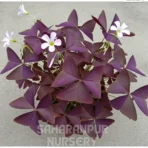 Oxalis Triangularis, False Shamrock, Purple Shemrock , Love Plant, Saharanpur Nursery Wholesale plant supplier, nursery in India, Landscaping company
