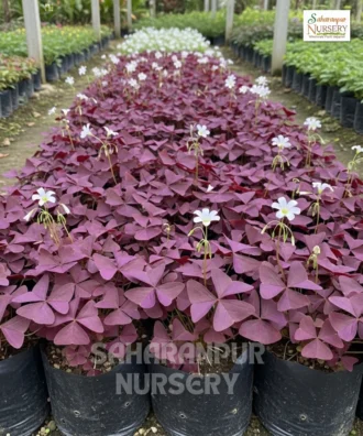 Oxalis Triangularis, False Shamrock, Purple Shemrock , Love Plant, Saharanpur Nursery Wholesale plant supplier, nursery in India, Landscaping company