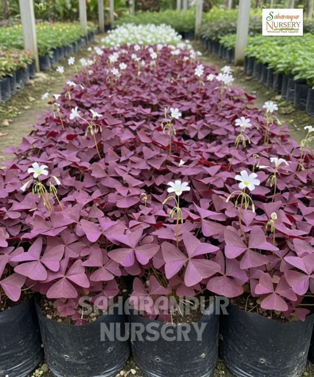 Oxalis Triangularis, False Shamrock, Purple Shemrock , Love Plant, Saharanpur Nursery Wholesale plant supplier, nursery in India, Landscaping company