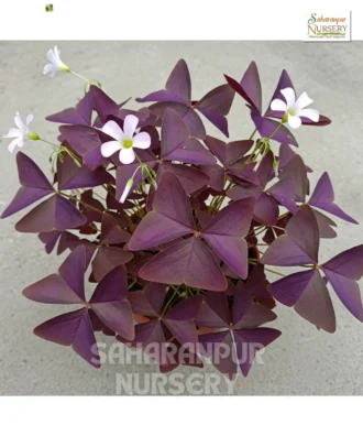 Oxalis Triangularis, False Shamrock, Purple Shemrock , Love Plant, Saharanpur Nursery Wholesale plant supplier, nursery in India, Landscaping company