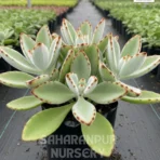 Panda Plant, Kalanchoe Tomentosa, Chocolate Soldier Plant , Saharanpur Nursery Wholesale plant supplier, nursery in India, Landscaping company
