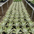 Panda Plant, Kalanchoe Tomentosa, Chocolate Soldier Plant , Saharanpur Nursery Wholesale plant supplier, nursery in India, Landscaping company