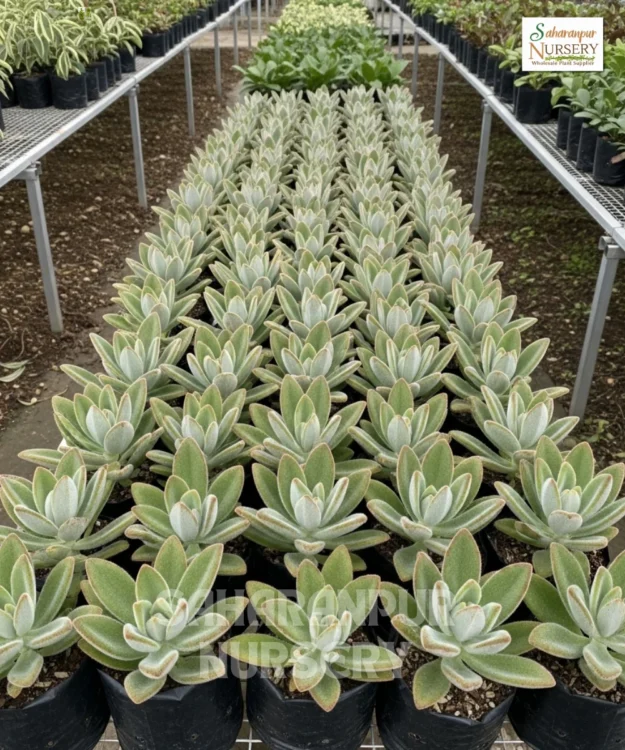 Panda Plant, Kalanchoe Tomentosa, Chocolate Soldier Plant , Saharanpur Nursery Wholesale plant supplier, nursery in India, Landscaping company