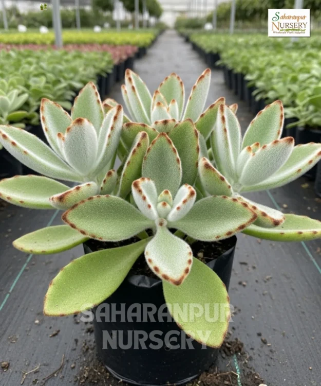 Panda Plant, Kalanchoe Tomentosa, Chocolate Soldier Plant , Saharanpur Nursery Wholesale plant supplier, nursery in India, Landscaping company