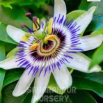 Passion Flower, Passiflora, Krishna Kamal, Saharanpur Nursery Wholesale plant supplier, nursery in India, Landscaping company