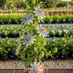 Passion Flower, Passiflora, Krishna Kamal, Saharanpur Nursery Wholesale plant supplier, nursery in India, Landscaping company