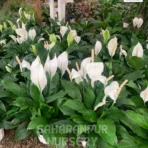 Peace Lily, Spathiphyllum, Spathe flower, White Sails Flower, Saharanpur Nursery Wholesale plant supplier, nursery in India, Landscaping company