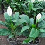 Peace Lily, Spathiphyllum, Spathe flower, White Sails Flower, Saharanpur Nursery Wholesale plant supplier, nursery in India, Landscaping company