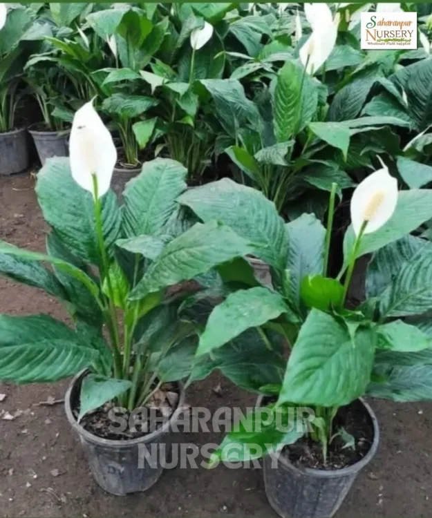 Peace Lily, Spathiphyllum, Spathe flower, White Sails Flower, Saharanpur Nursery Wholesale plant supplier, nursery in India, Landscaping company