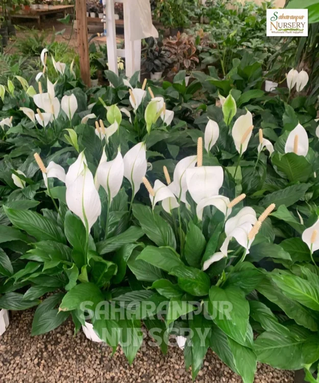 Peace Lily, Spathiphyllum, Spathe flower, White Sails Flower, Saharanpur Nursery Wholesale plant supplier, nursery in India, Landscaping company