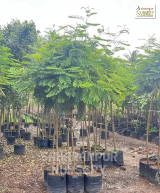 Peltophorum Pterocarpum, Copperpod Tree, Yellow Flame Tree, Avenue Tree, Ornamental Tree, Landscaping tree, Saharanpur Nursery Wholesale plant supplier, nursery in India, Landscaping company