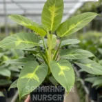 Philodendron Brasil, Philodendron Hederaceum, Heartleaf philodendron, Brazil Pothos, Saharanpur Nursery Wholesale plant supplier, nursery in India, Landscaping company