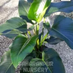Philodendron Brasil, Philodendron Hederaceum, Heartleaf philodendron, Brazil Pothos, Saharanpur Nursery Wholesale plant supplier, nursery in India, Landscaping company