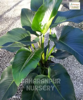 Philodendron Brasil, Philodendron Hederaceum, Heartleaf philodendron, Brazil Pothos, Saharanpur Nursery Wholesale plant supplier, nursery in India, Landscaping company