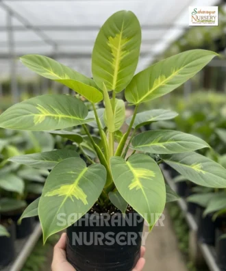Philodendron Brasil, Philodendron Hederaceum, Heartleaf philodendron, Brazil Pothos, Saharanpur Nursery Wholesale plant supplier, nursery in India, Landscaping company