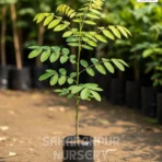 Pongamia Pinnata, Millettia Pinnata, Indian Beech Tree, Pongam Tree, Saharanpur Nursery Wholesale plant supplier, nursery in India, Landscaping company